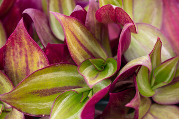 Close up purple and green garden plant