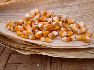 Corn grains on dry corn husks