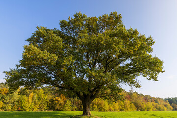 Fototapeta premium Changes in oak foliage in early autumn