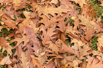 Fallen oak foliage in the autumn season