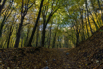 Obraz premium Yellowing and falling foliage of deciduous trees in autumn