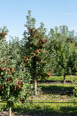 Apple orchard with red ripe apples on branches