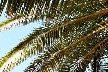 Palm Trees, Palm Leaves