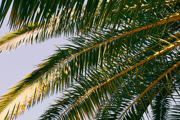 Palm Trees, Palm Leaves