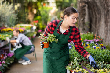 Skilled saleswoman working in garden shop, examining and preparing for sale potted plants