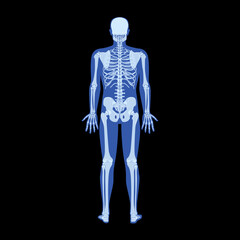 X-Ray Skeleton Human body - hands, legs, chests, heads, vertebrae, pelvis, Bones adult people roentgen back view. 3D realistic flat Vector illustration of medical anatomy isolated on black background