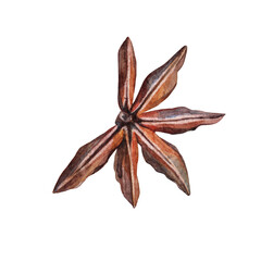 Watercolor badian isolated on white background. Hand-drawn condiment anise for dessert or drink, cookbook or kitchen decor. Aroma brown christmas food. Fragrant clipart for wallpaper wrapping