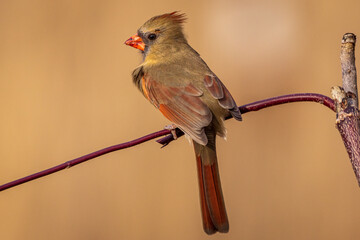 Female Northern Cardinal, Cardinalis cardinalis, perched on a branch in autumn.