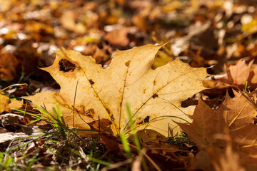 Bright maple foliage illuminated by sunlight