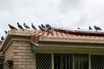 Solar panels on the roof of a house covered with pigeon droppings and roosting pigeons © ARKphoto