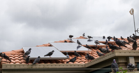 Solar panels on the roof of a house covered with pigeon droppings and roosting pigeons