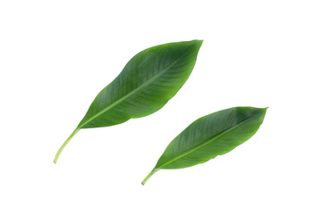 Fresh banana leaf on white background.