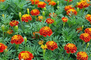 Marigold flower in the garden