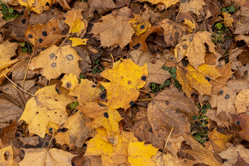 Orange maple foliage on the ground during leaf fall