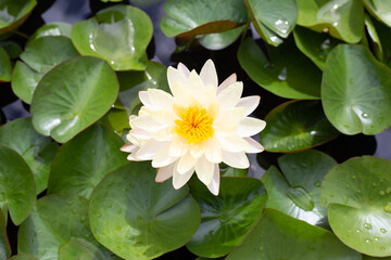 Beautiful blooming Nymphaea lotus flower with leaves, Water lily pot