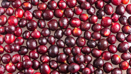 Bactris guineensis - Tropical berry of the coastal corozo