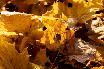 Fallen to the ground dry maple foliage in the autumn season
