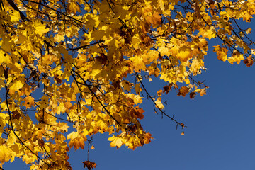 Autumn colorful foliage of maples during leaf fall