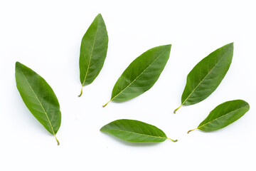 Custard apple leaves on white background.