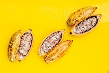 Cocoa fruit isolated on yellow background