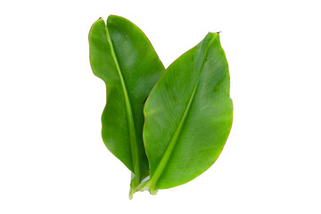 Fresh banana leaf on white background.