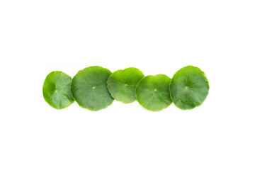 Fresh green centella asiatica leaves