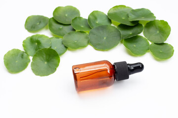 Fresh green centella asiatica leaves with essential oil bottle - obrazy, fototapety, plakaty