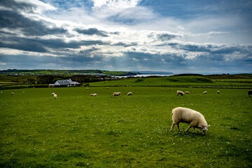 Fototapeta premium sheep in the field