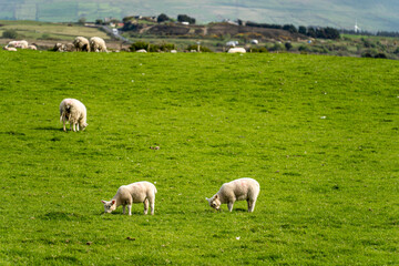 Obraz na płótnie Canvas sheep in the field