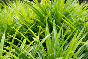 Green pandan leaves in the garden.