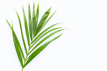 Green leaves of palm tree on white background.