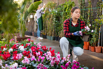 Positive interested young girl professional florist working in flower department of hypermarket, checking blooming cyclamen bushes in pots