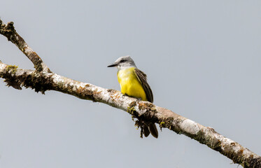 Fototapeta premium Colorful Tropical Kingbird (Tyrannus melancholicus) flycatcher perched
