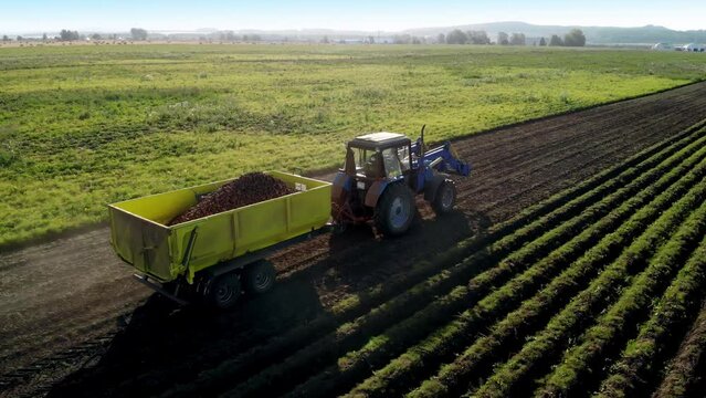blue tractor pulls yellow trailer with potatoes across field, dust from under wheels of agricultural machinery driving across field with harvest. Cultivation of potatoes.