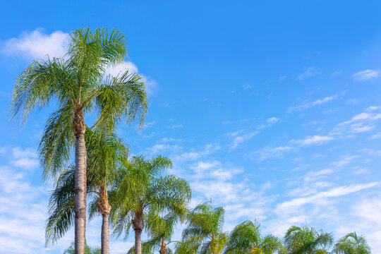Trimmed resort style palm trees with blue sky and clouds © Felipe Sanchez