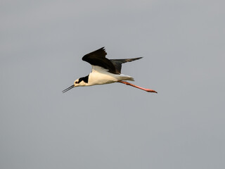 Black-necked Stilt in flight against sky