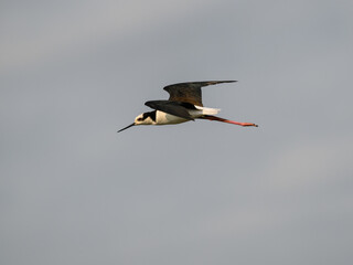 Fototapeta premium Black-necked Stilt in flight against sky