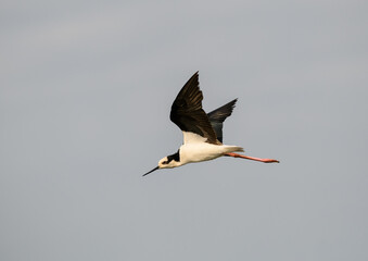 Black-necked Stilt in flight against sky