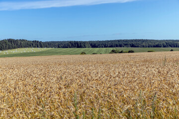Fields with ripening unripe wheat