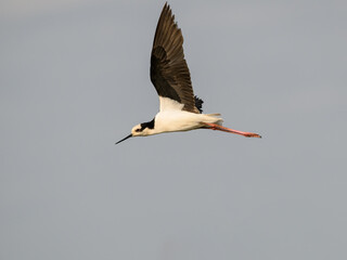 Black-necked Stilt in flight against sky