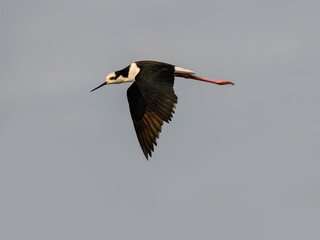Black-necked Stilt in flight against sky