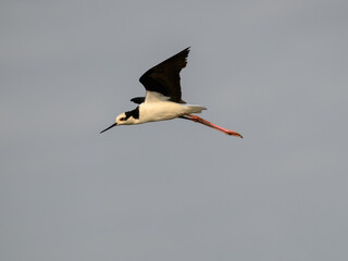 Obraz premium Black-necked Stilt in flight against sky