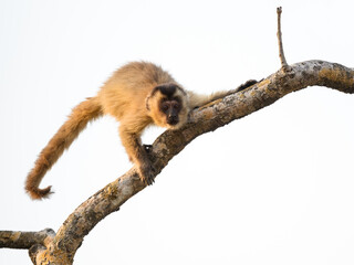 Wild black-striped capuchin monkey also known as the bearded capuchin, isolated