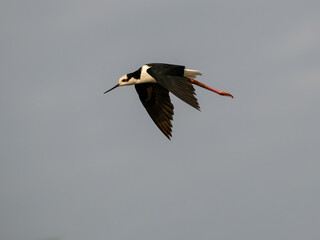 Black-necked Stilt in flight against sky