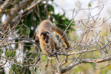 Wild black-striped capuchin monkey also known as the bearded capuchin in the trees