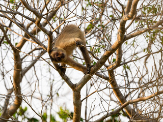 Wild black-striped capuchin monkey also known as the bearded capuchin in the trees