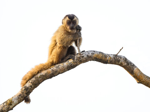 Wild Black-striped Capuchin Monkey Also Known As The Bearded Capuchin, Isolated