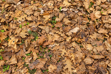 Autumn foliage on trees in Europe