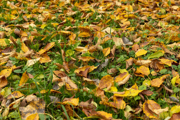 Autumn foliage on trees in Europe