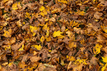 Orange maple foliage on the ground during leaf fall